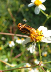 Nemognatha punctulata