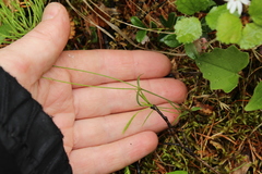 Stellaria peduncularis