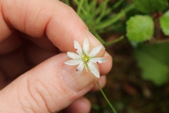 Stellaria peduncularis