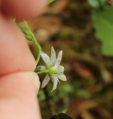 Stellaria peduncularis
