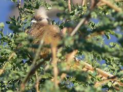 Colius striatus minor