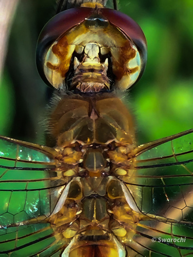 Wandering Glider (Pantala flavescens), a species recorded in Hawaii