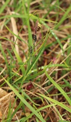 Carex bigelowii arctisibirica