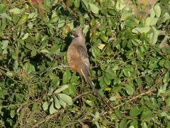 Colius striatus minor