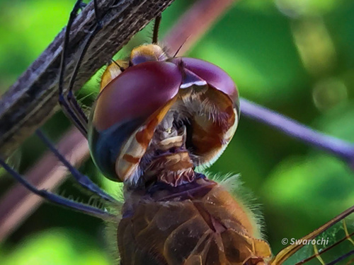 Photo of Wandering Glider (Pantala flavescens)