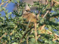 Colius striatus minor