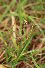 Carex bigelowii arctisibirica