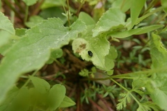 Capsus