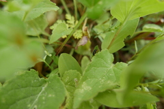 Capsus