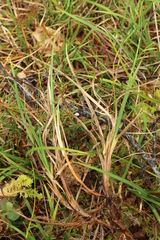 Carex bigelowii arctisibirica