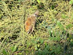 Colius striatus minor