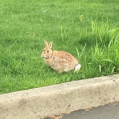 Sylvilagus floridanus