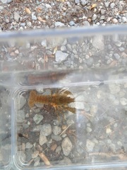 Austropotamobius torrentium