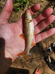 Nocomis leptocephalus