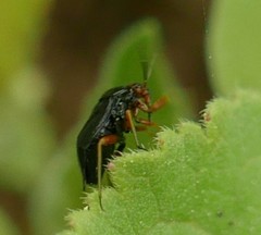 Capsus