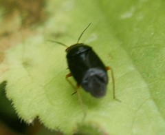 Capsus