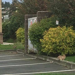 Sylvilagus floridanus