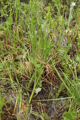 Carex aquatilis stans