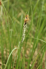 Carex aquatilis stans