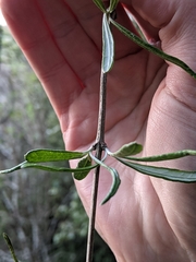 Olearia lineata