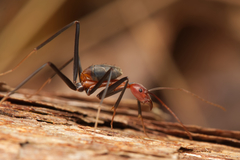 Leptomyrmex rufithorax