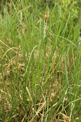Carex aquatilis stans