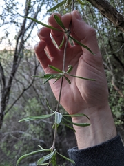 Olearia lineata