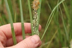 Carex aquatilis stans