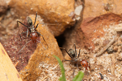 Iridomyrmex rubriceps