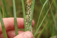 Carex aquatilis stans