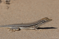 Meroles ctenodactylus