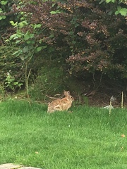 Sylvilagus floridanus