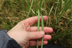 Carex aquatilis stans