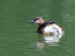 Tachybaptus pelzelnii