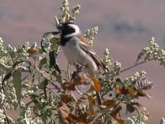 Passer melanurus vicinus