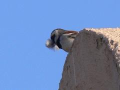 Passer melanurus vicinus