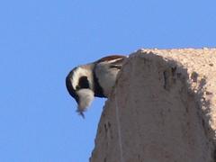 Passer melanurus vicinus