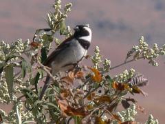 Passer melanurus vicinus