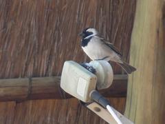 Passer melanurus vicinus
