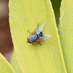 Calliphora dubia
