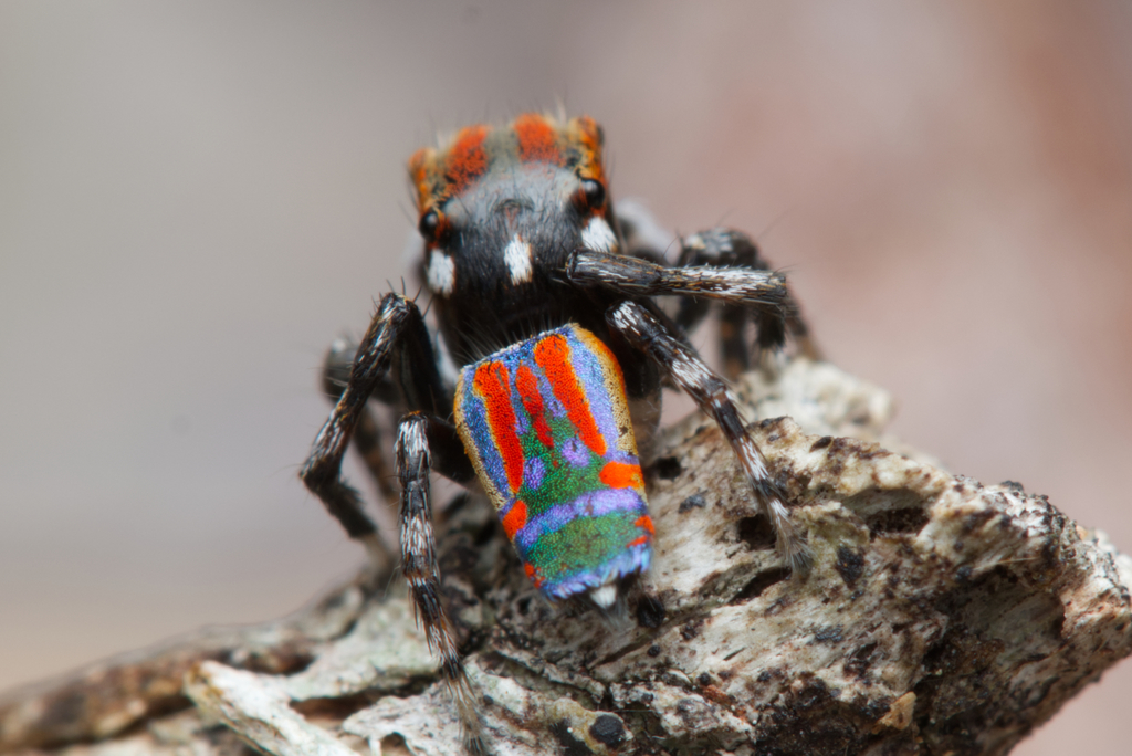 Araignée paon (Maratus volans)