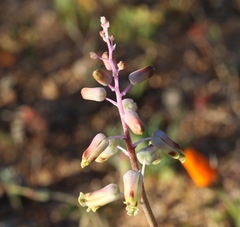 Lachenalia hirta