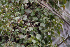 Hedera rhombea