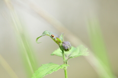 Coccinella transversalis