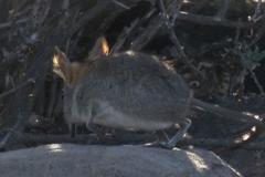 Elephantulus rupestris