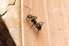 Prolasius