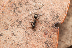 Prolasius