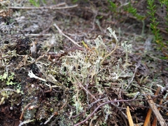 Cladonia crispata