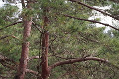 Pinus densiflora