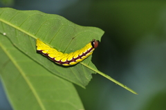 Chadisra bipars